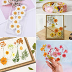 169Pcs Fall Dried Pressed Flowers - Image 7