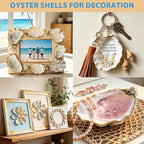 20Pcs 5"-6" Concave Oyster Shells - Image 6