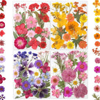 LUXEEASE 80P Yellow Red Pink Blue Dried Pressed Flowers | Fresh natural color by LUXEEASE