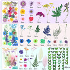 210 Pcs Dried Pressed Flowers for Resin, Dried Pressed Flowers for Crafts - Image 2