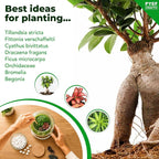 Terrarium Kit for Plants DIY | Starter Pack – Closed Ecosystem – 1 Gal Glass – - Image 6