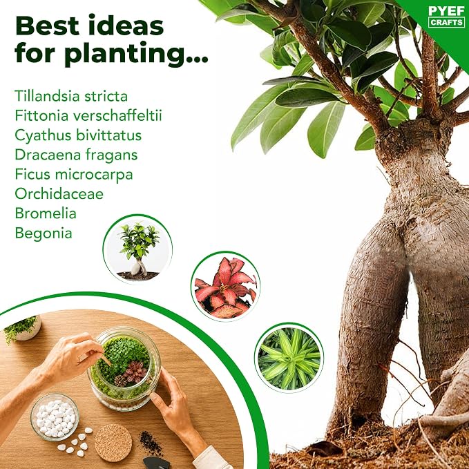 Terrarium Kit for Plants DIY | Starter Pack – Closed Ecosystem – 34 fl oz Glass - Image 6