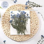 50 Pcs Natural Forget Me Not Pressed Dried Flowers Blue Don't Forget Me Dried - Image 2