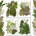 Timtin 84 Pieces Dried Pressed Leaves Flowers by Timtin
