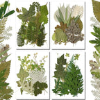 Timtin 84 Pieces Dried Pressed Leaves Flowers by Timtin