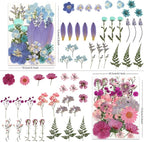 LUXEEASE 4 Color 110P Long Stem Dried Pressed Flowers | Long stems - Image 3