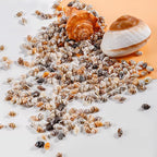 500pcs Natural Tiny Small Seashells - Image 5