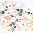 Fangoo 1500 Pieces Small Sea Shells Conch Natural Starfish Mixed Agate Pebble by Fangoo