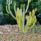YISZM 10LB Succulent and Cactus Colorful Pebbles, 3/8 Inch Natural Decorative - Image 5