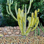 YISZM 2LB Succulent and Cactus Colorful Pebbles, 3/8 Inch Pebbles - Image 6