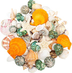 Natural Sea Shell Mixed Ocean Shells Set - Image 7