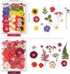 330PCS Natural Color Pressed Dried Flowers - Image 2
