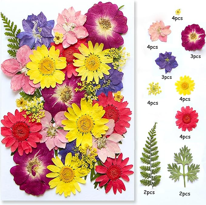 30Pcs Dried Pressed Flowers for Resin DIY Art Crafts Natural Dry Floral Daisy - Image 2