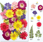 30Pcs Dried Pressed Flowers for Resin DIY Art Crafts Natural Dry Floral Daisy - Image 2