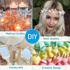 24PCS Sea Shells for Crafts Decoration - Image 3