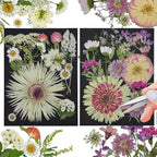 White Dried Pressed Flowers by CONVELIFE