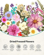 Dried Flowers, Resiners 100Pcs Pressed Flowers - Image 8