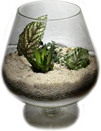 3 Pounds Natural Decorative Real Sand - Image 3