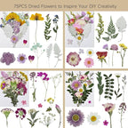 Dried Pressed Flowers Real Natural | Mixed Colors Flat Pressed Flowers - Image 2