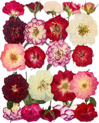 Rose Pressed Flowers for Crafts, TrendCart Real Natural Dry Pressed Flowers for by Unknown