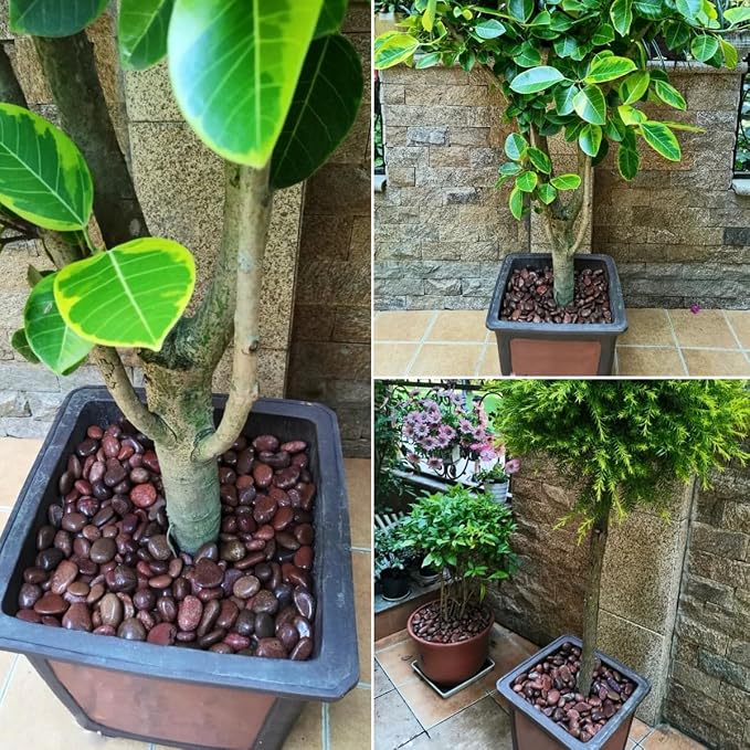 YISZM Rocks for Plant 2lbs, High Polished Decorative Stones Vase Filler Fish - Image 5