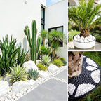 10 lb Natural Polished White Pebbles, 2-3 Inch Decorative White Rocks - Image 7