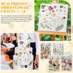 Nuanchu 200 Pcs Pressed Flowers Bulk Dried Flower - Image 6