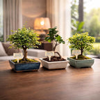 Bonsai Tree Kit Deluxe + Growing Light - Image 10
