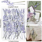 50Pcs Lavender Dried Pressed Flowers - Image 2