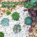 5 lb Jade Pebbles for Indoor Plants, 3/8 Inch Polished Decorative Pebbles for - Image 6