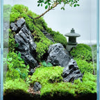 Natural Rocks Seiryu Stone 1-2.5 Inches Decorative Rocks - Image 5