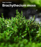 LuckyRunes Live Moss 4-Pack for Terrariums, Potted Plants & Floral Decor | - Image 8