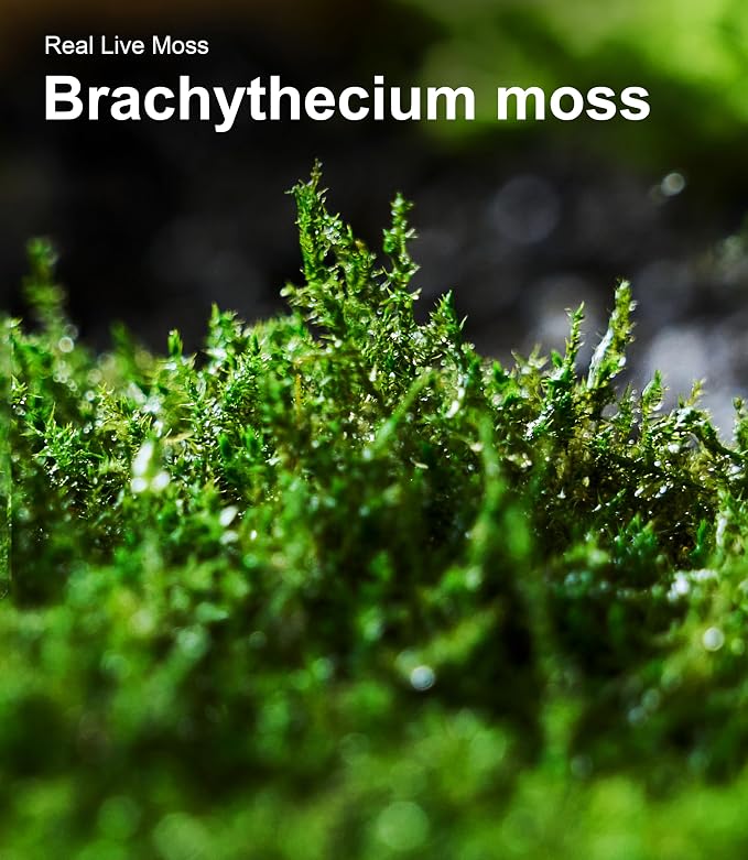 LuckyRunes Live Moss 4-Pack for Terrariums, Potted Plants & Floral Decor | - Image 8