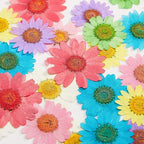 Nuanchu 84 Pcs Pressed Flowers Real Dried Daisies Colorful Pressed Daisy - Image 7