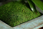 SuperMoss Sheet Moss – Flat Moss - Image 3