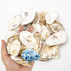 QICQDRAM 20PCS Flat Oyster Shells 2-3" Small Natural White Shells by QICQDRAM