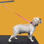 Country Brook Petz - Image 2