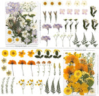 LUXEEASE 4 Color 110P Long Stem Dried Pressed Flowers | Long stems - Image 2