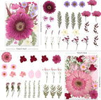 LUXEEASE 100P Vibrant Colors Large Dried Pressed Flowers | Gerbera daisy - Image 2