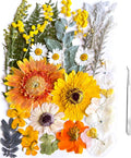 A4 Large Dried Pressed Flowers for Resin Real Dry Natural Flowers Leaves for by ZQmino
