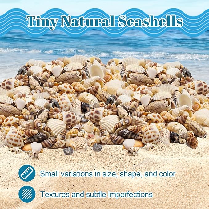 Seashells for Crafts Natural Mixed Seashells, 4 Pack Box, Small Shells for - Image 3