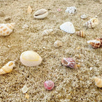 2000 PCS 12 Kinds of Tiny Sea Shells - Image 6