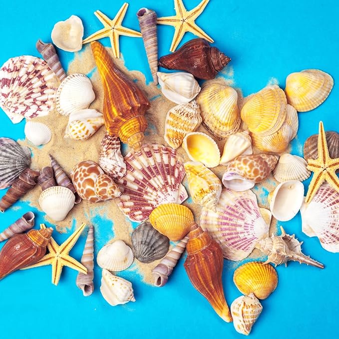 20 PCS+ Small Conch Shells Natural Sea Shells, Fish Tank and Vase Filler - Image 3