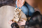 TowerRex Dice Tower, Portable Dice Holder - Image 4
