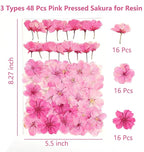 48 Pcs Mix Natural Dried Pressed Cherry Blossoms - Image 2