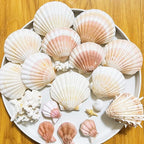 12 PCS Scallop Shells Natural Seashell, Fish Tank and Vase Filler - Image 3