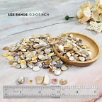 Natural Crushed Shells Chips Irregular Mother of Pearl Seashell Fragments Sea - Image 2