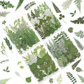 LUXEEASE 84P Earthy Green Dried Pressed Leaves | Fern eucalyptus leaves by LUXEEASE