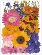 18 Types 75 Pcs Dried Pressed Leaves Flowers Real Natural Dried Plant by Unknown