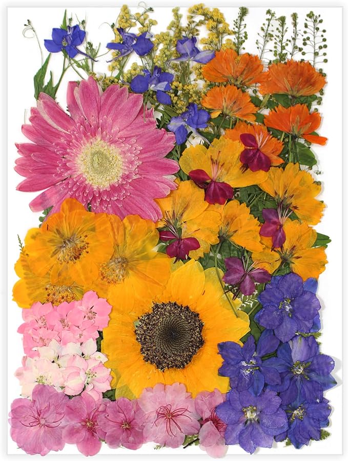 18 Types 75 Pcs Dried Pressed Leaves Flowers Real Natural Dried Plant by Unknown